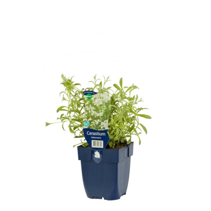 Beibersteins Hornkraut - Cerastium biebersteinii Beibersteins Hornkraut - Cerastium biebersteinii