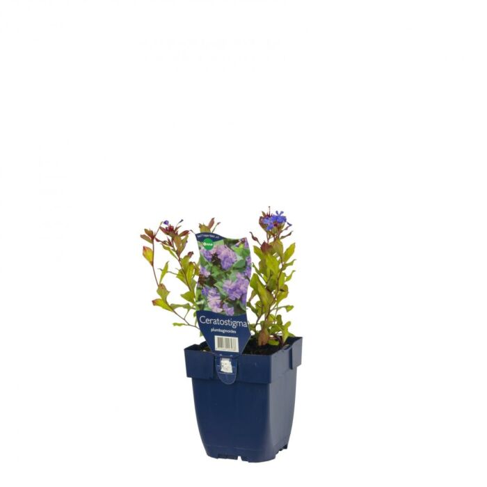 Bleiwurz - Ceratostigma plumbaginoides Bleiwurz - Ceratostigma plumbaginoides