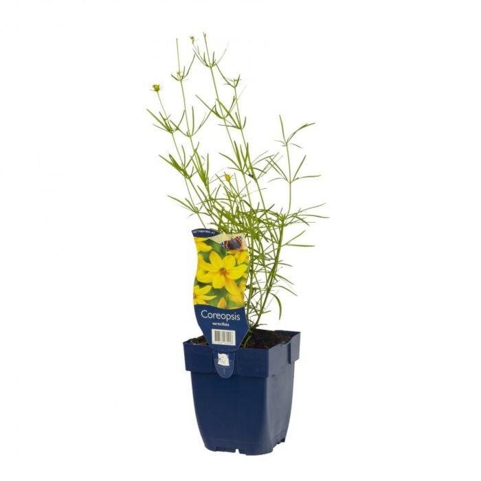 Wanzenblume - Coreopsis verticillata Wanzenblume - Coreopsis verticillata