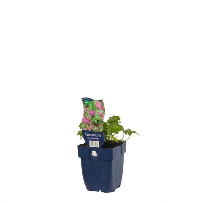 Storchschnabel - Geranium cant. 'Cambridge'