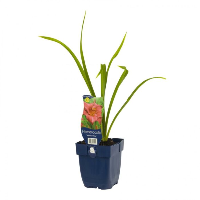 Taglilie - Hemerocallis 'Summer Wine' Taglilie - Hemerocallis 'Summer Wine'