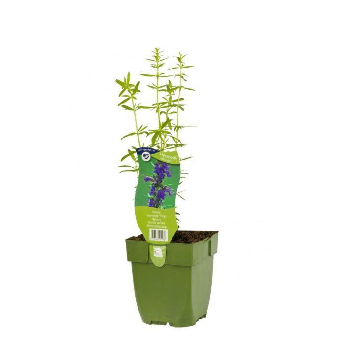 Gemeiner Ysop - Hyssopus officinalis Gemeiner Ysop - Hyssopus officinalis
