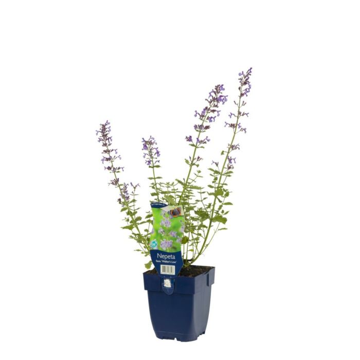 Katzenminze - Nepeta faassenii 'Walker's Low' Katzenminze - Nepeta faassenii 'Walker's Low'
