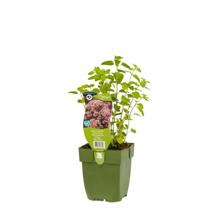 Echter Dost - Origanum vulgare Echter Dost - Origanum vulgare