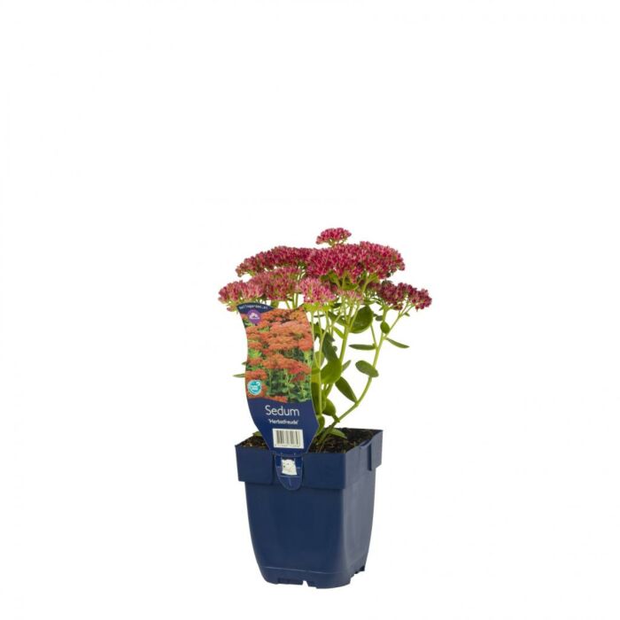 Sedum Herbstfreude Sedum Herbstfreude