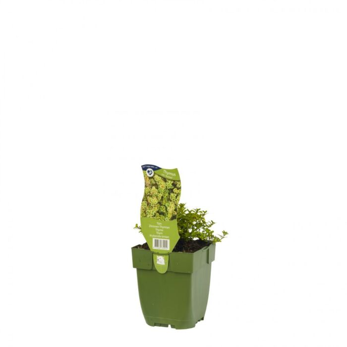 Thymus citriodorus Aureus P11
