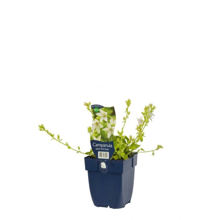Glockenblume - Campanula posch. 'E.H. Frost' Glockenblume - Campanula posch. 'E.H. Frost'