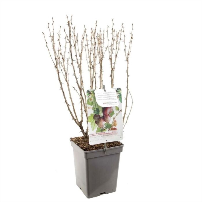 Stachelbeere - Ribes uva-crispa 'Hinnonmaki Rod
