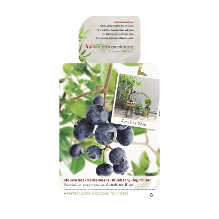 Heidelbeere - Vaccinium corymbosum 'Sunshine Blue' Heidelbeere - Vaccinium corymbosum 'Sunshine Blue'
