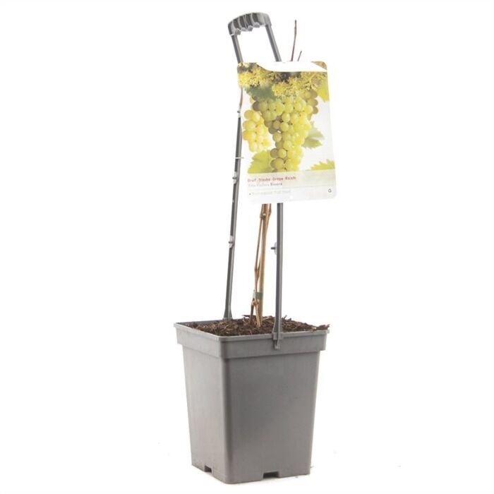 Weintraube - Vitis vinifera 'Bianca'