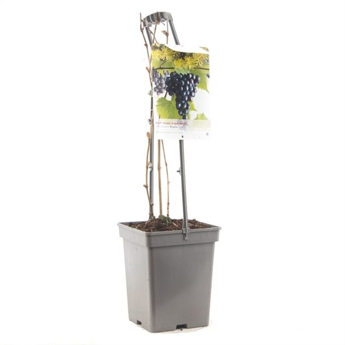 Tafeltraube - Vitis vinifera 'Regent' Tafeltraube - Vitis vinifera 'Regent'