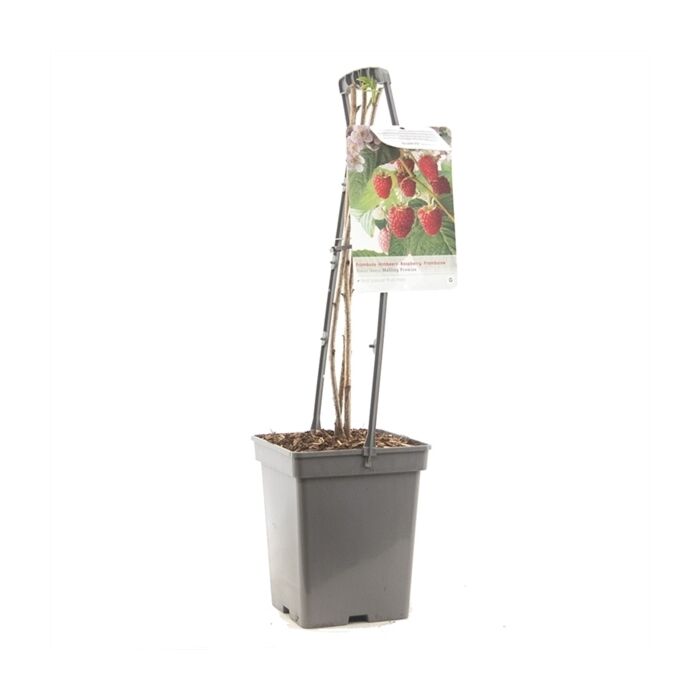 Himbeer - Rubus idaeus Malling Promise 18cm