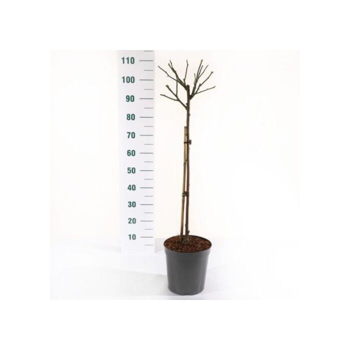 Rosa 'Schneewittchen'®