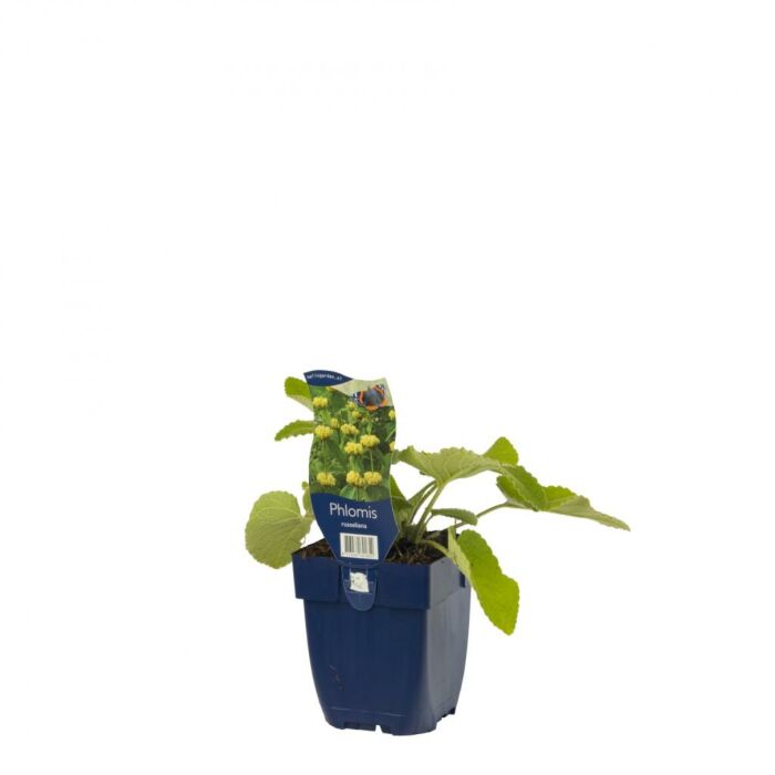Brandkraut - Phlomis russeliana Brandkraut - Phlomis russeliana