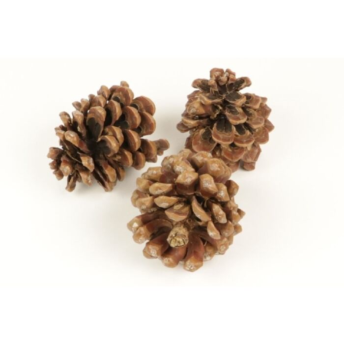 Pinus pinea 9-12cm 3st naturel