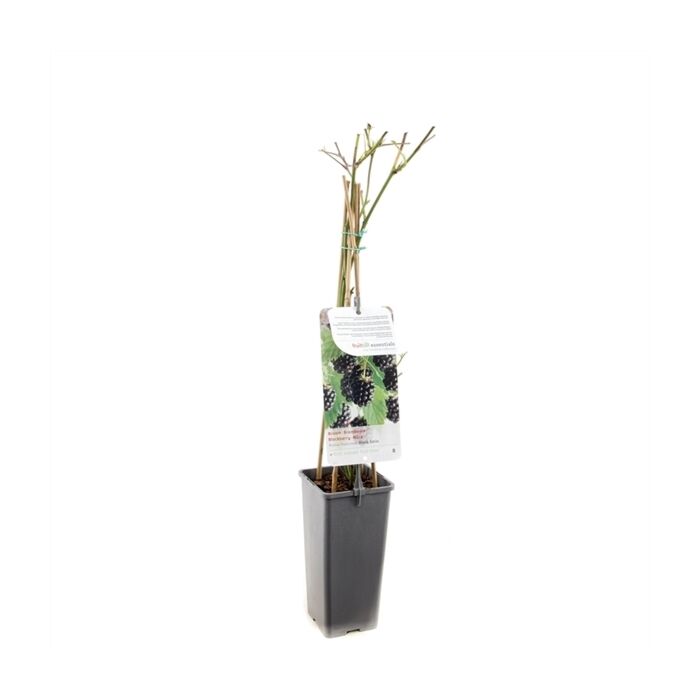 Brombeerstrauch - Rubus fruticosus Black Satin Brombeerstrauch - Rubus fruticosus Black Satin