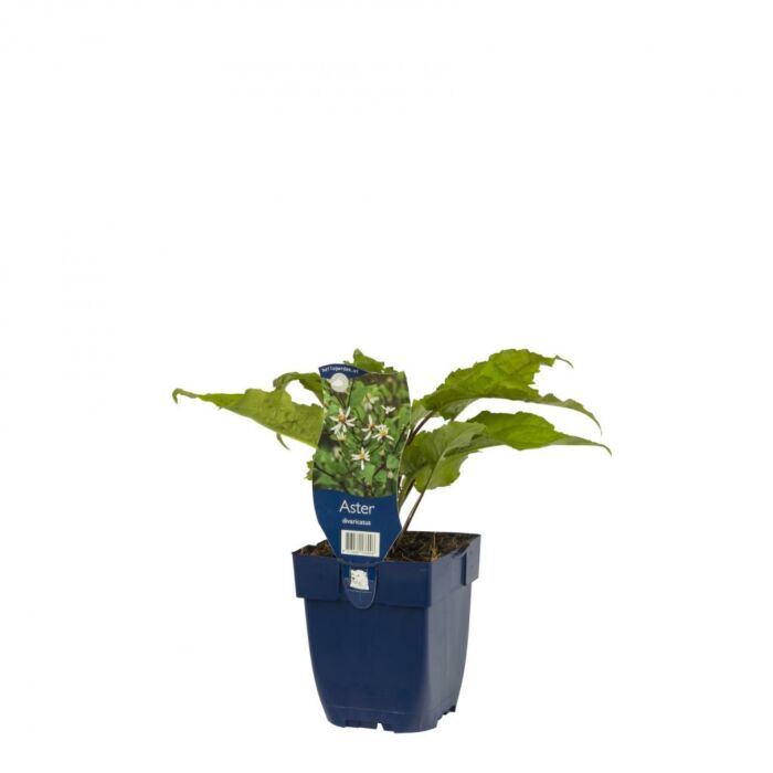 Aster - Aster divaricatus
