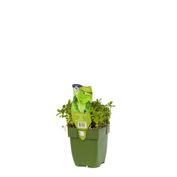 Marokkanischen Minze – Mentha spicata 'Moroccan' Marokkanischen Minze – Mentha spicata 'Moroccan'