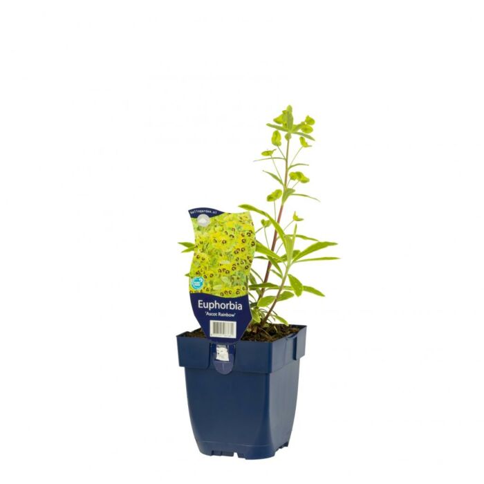 Bunte Wolfsmilch - Euphorbia 'Ascot Rainbow' Bunte Wolfsmilch - Euphorbia 'Ascot Rainbow'