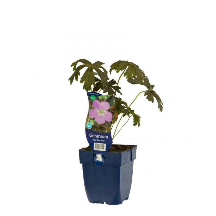 Storchschnabel - Geranium macul. 'Espresso'