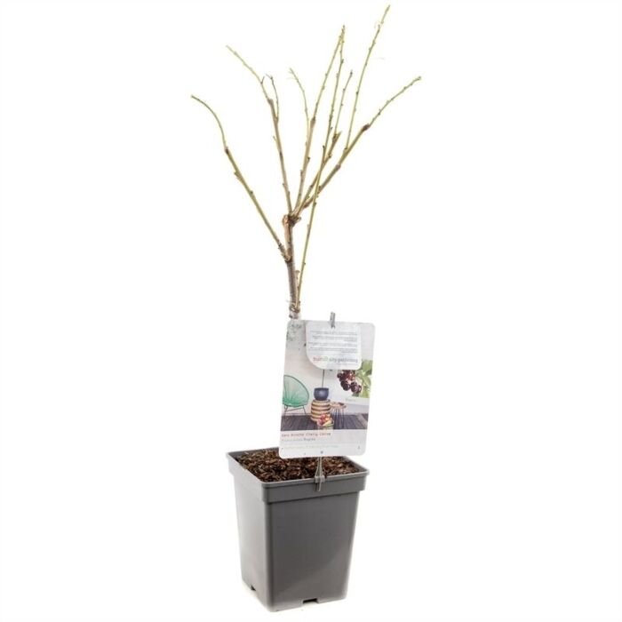 Süßkirsche - Prunus avium 'ReGina'