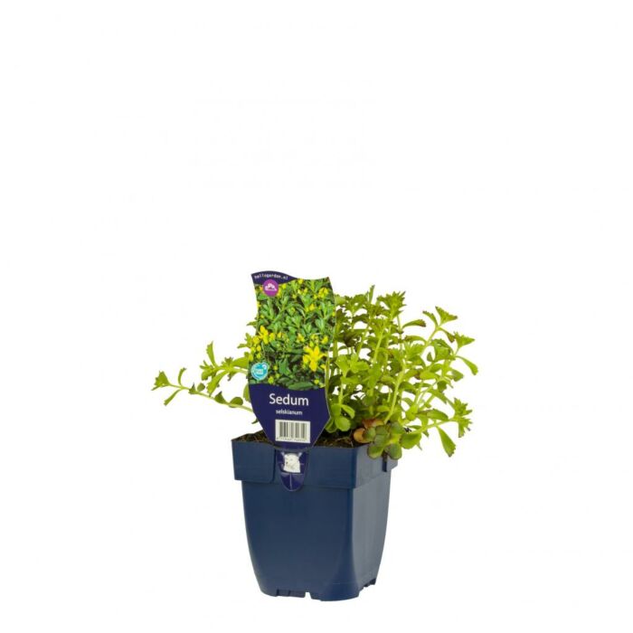 Mauerpfeffer - Sedum selskianum Mauerpfeffer - Sedum selskianum