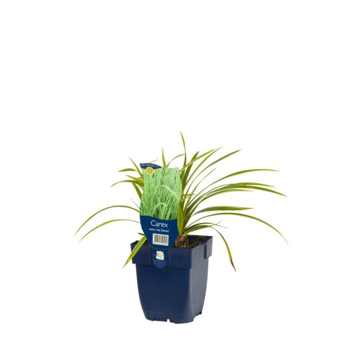 Segge - Carex morrowi 'Ice Dance' P11 Segge - Carex morrowi 'Ice Dance' P11