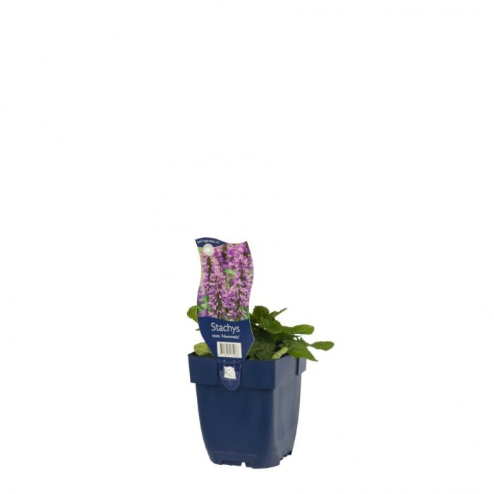 Andorn - Stachys mon. „Hummelo“
