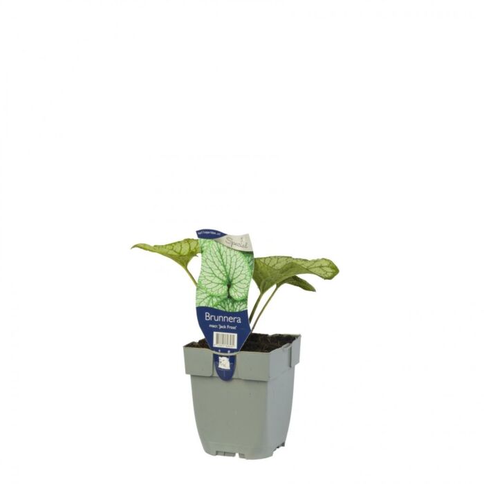 Kaukasisches Vergissmeinnicht - Brunnera macr. 'Jack Frost' Kaukasisches Vergissmeinnicht - Brunnera macr. 'Jack Frost'
