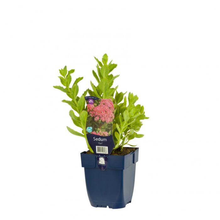Sedum Carl P11 Sedum Carl P11