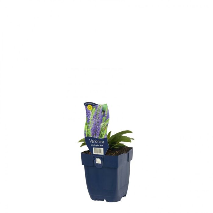 Veronica spic. Inspire Blue Veronica spic. Inspire Blue