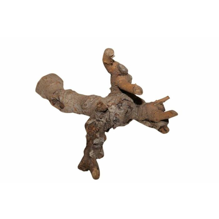 Basic Kuwa Root 25-30 cm - HBX Natural Living