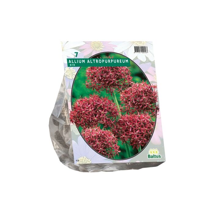 Allium Atropurpureum pro 7