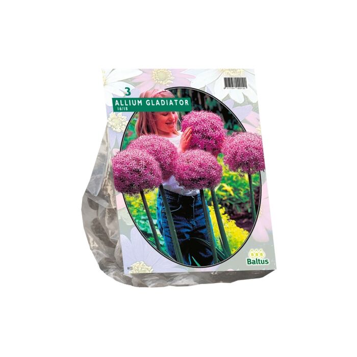 Allium Gladiator Seine Exzellenz pro 3 Allium Gladiator Seine Exzellenz pro 3