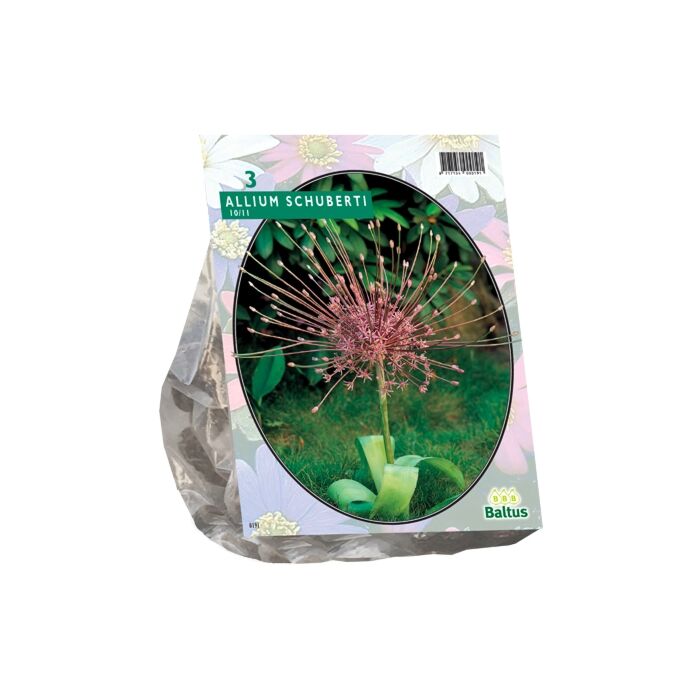 Allium Schuberti pro 3