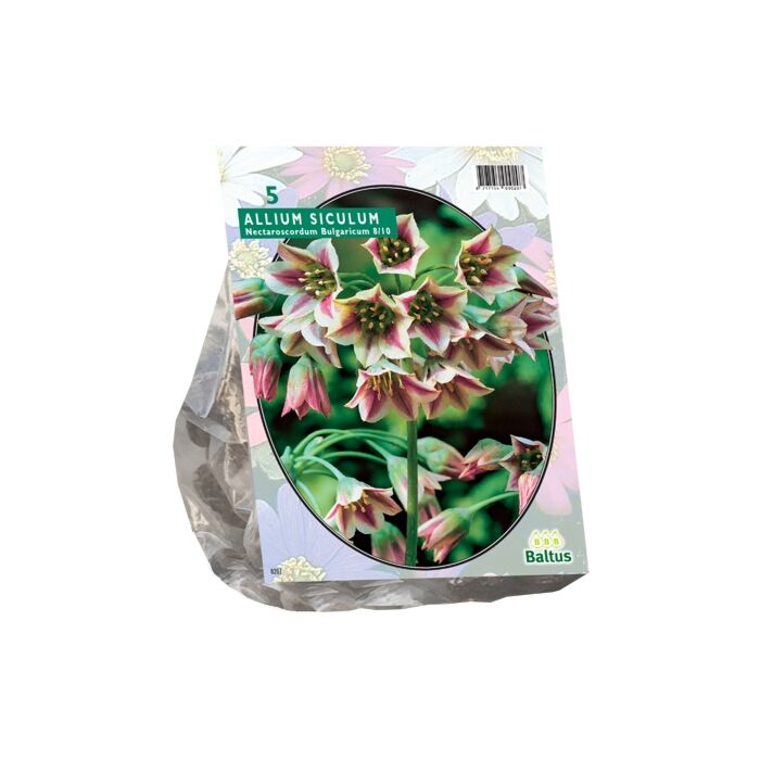 Allium Siculum Bulgaricum pro 5