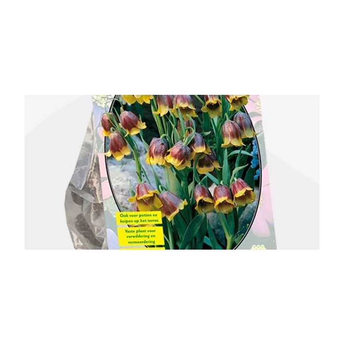 Fritillaria Mikhailovskyi pro 15 Fritillaria Mikhailovskyi pro 15