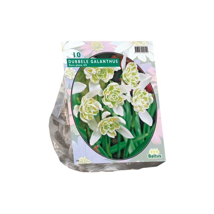 Galanthus Nivalis Flore Pleno pro 10 Galanthus Nivalis Flore Pleno pro 10