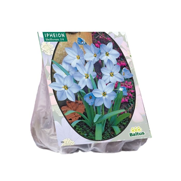 Ipheion pro 100