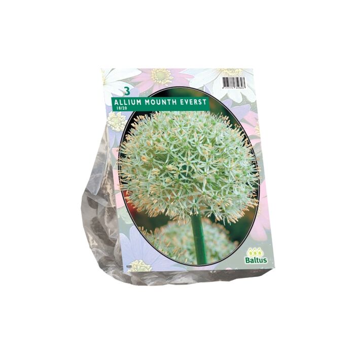 Allium Mount Everest pro 3 Allium Mount Everest pro 3