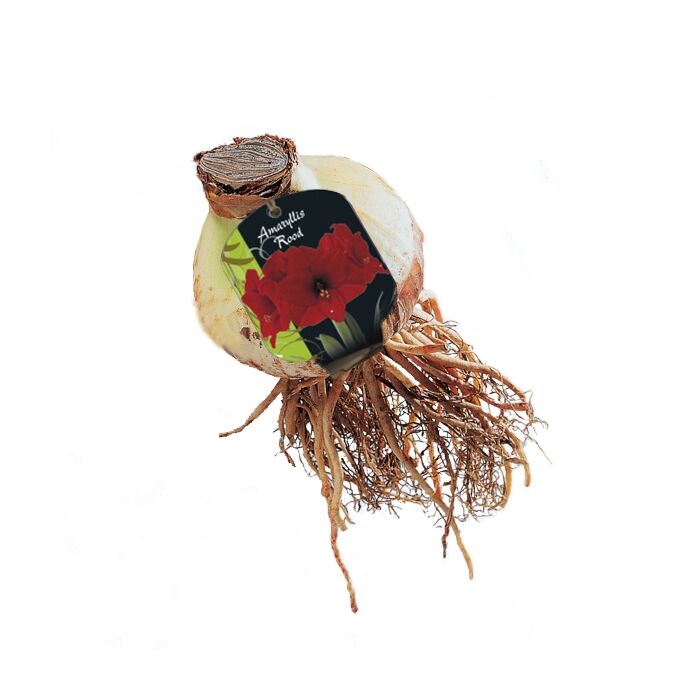 Amaryllis, Rot (Stecketikett) Amaryllis, Rot (Stecketikett)