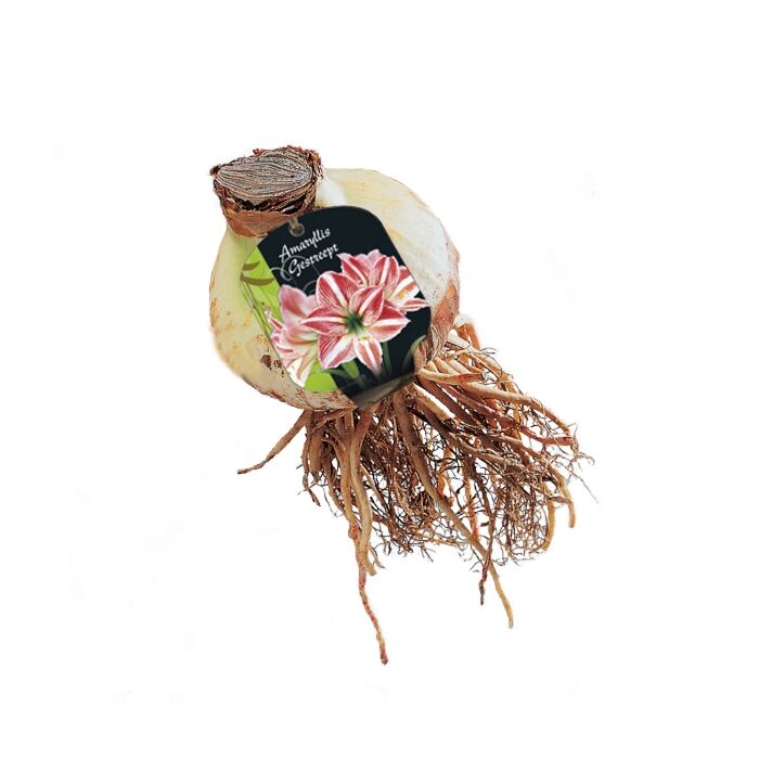 Amaryllis, gestreift 
