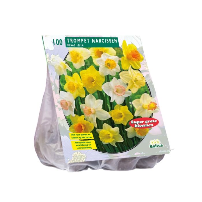 Narcis trompet mix 100st Narcis trompet mix 100st