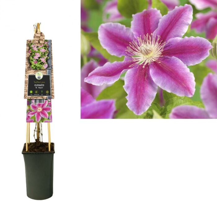 Waldrebe - Clematis 'Dr Ruppel'