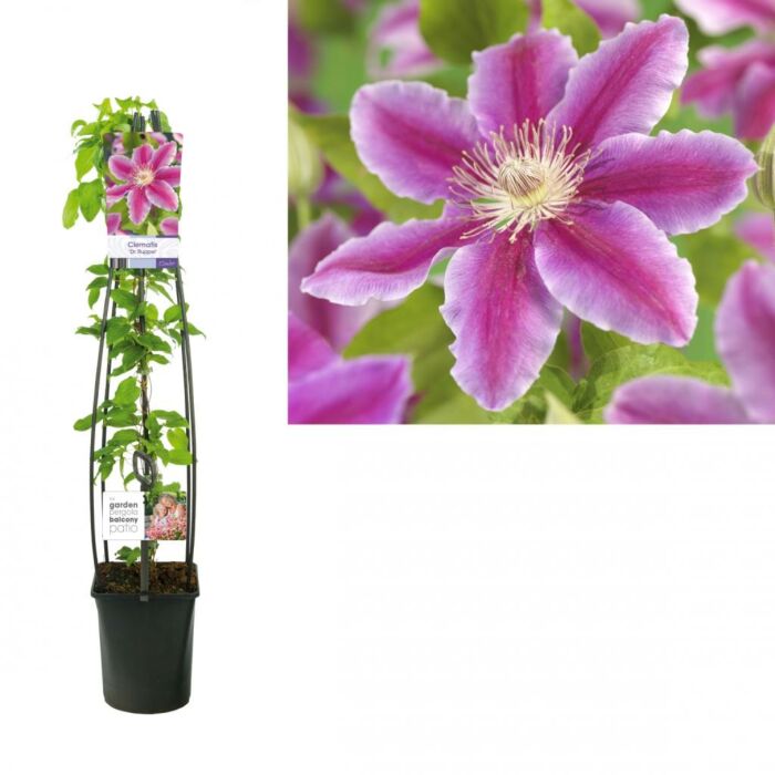 Waldrebe - Clematis 'Dr Ruppel' Waldrebe - Clematis 'Dr Ruppel'