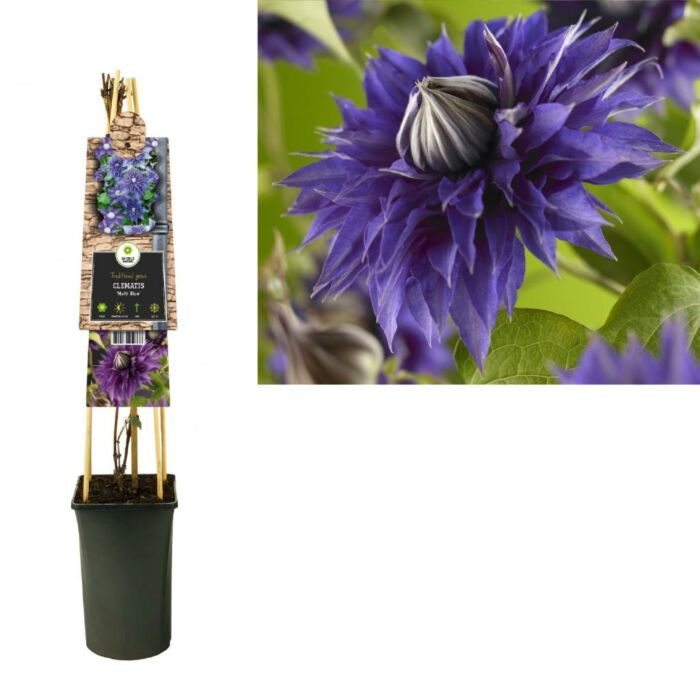 Waldrebe Multi Blue Waldrebe Multi Blue
