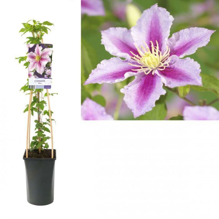 Waldrebe - Clematis 'Piilu'