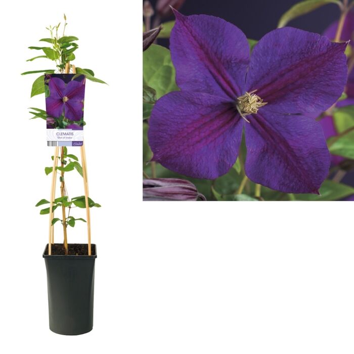 Waldrebe - Clematis jackmanii 'Star of India' Waldrebe - Clematis jackmanii 'Star of India'