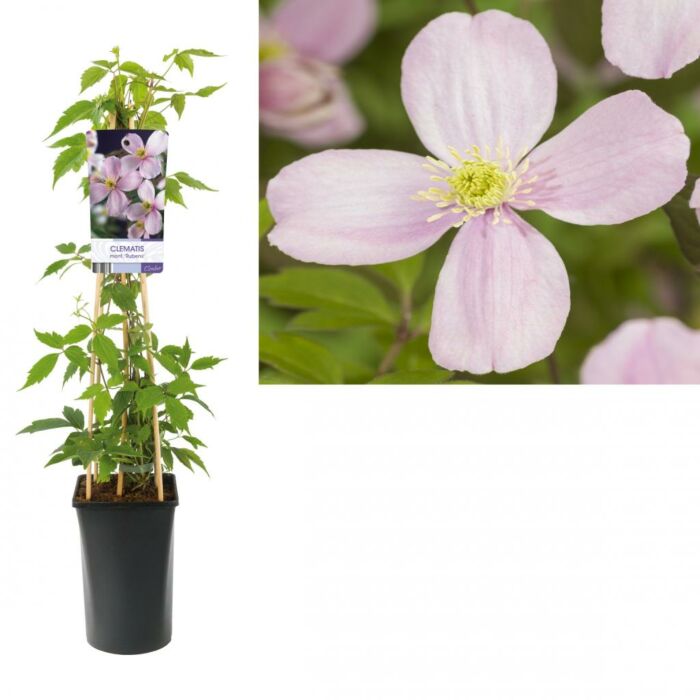 Waldrebe - Clematis Rubens