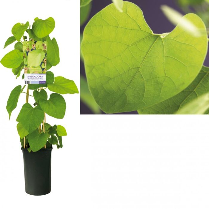 Osterluzei - Aristolochia macrophylla